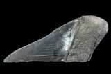 Partial Fossil Megalodon Tooth - Serrated Blade #89444-1